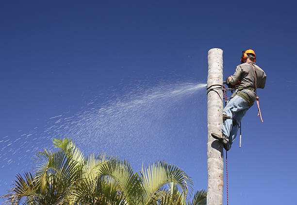 How Our Tree Care Process Works  in  Rockland, ME